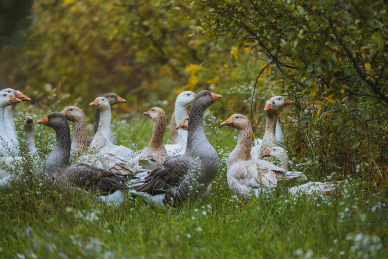 4. Crop and Livestock Selection