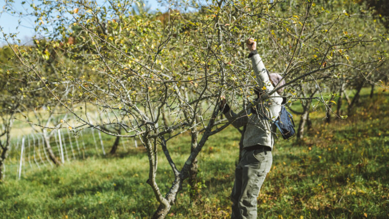 10. Management and Seasonal Care